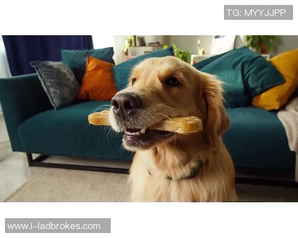 金毛足球的魅力与乐趣探索让我们一起领略狗狗与足球的完美结合